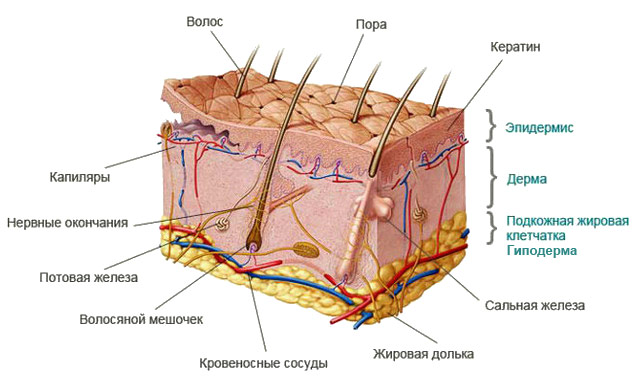 Дерма и гиподерма, слой кожи, гиподерма, ЛазерЛеди, сосочковый слой, сетчатый слой, 